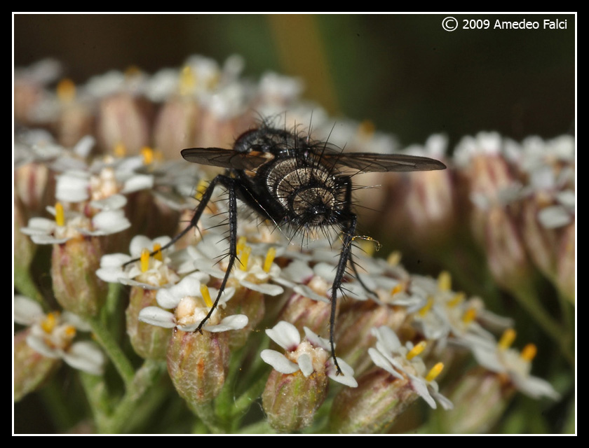 Dalla Sicilia Tachinidae del genere Exorista (?)